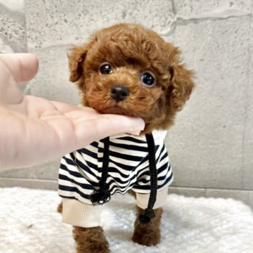 トイプードル(トイ)【大阪府・男の子・2025年5月16日・レッドフォーン】の写真「小さな濃いレッドくん💕
遺伝子３項目発症しません」