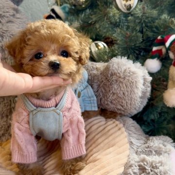 トイプードル(タイニー)【大阪府・女の子・2025年10月4日・オレンジフォーン】の写真「マズル激短タレ目の可愛すぎる小さな女の子❤️」