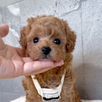 トイプードル(トイ)【大阪府・男の子・2025年5月16日・レッドフォーン】の写真「まん丸顔の小さな男の子💕遺伝子３項目発症しません」