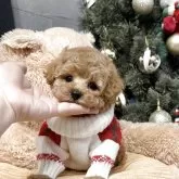 トイプードル(トイ)【大阪府・男の子・2025年10月4日・オレンジフォーン】の写真1