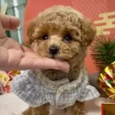 ティーカッププードル【大阪府・女の子・2024年11月7日・オレンジフォーン】の写真1