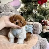 タイニープードル