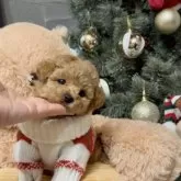 トイプードル(トイ)【大阪府・男の子・2025年10月4日・オレンジフォーン】の写真7