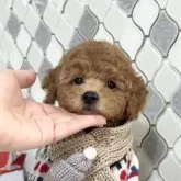 トイプードル(トイ)【大阪府・男の子・2024年11月2日・オレンジフォーン】の写真3