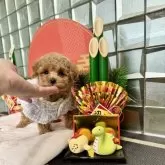 ティーカッププードル【大阪府・女の子・2024年11月7日・オレンジフォーン】の写真4