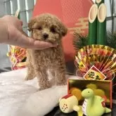 ティーカッププードル【大阪府・女の子・2024年11月7日・オレンジフォーン】の写真5