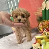 ティーカッププードル【大阪府・女の子・2024年11月7日・オレンジフォーン】の写真6