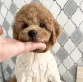 トイプードル(トイ)【大阪府・男の子・2024年11月2日・オレンジフォーン】の写真5