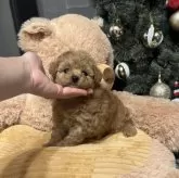 トイプードル(トイ)【大阪府・男の子・2025年10月4日・オレンジフォーン】の写真12