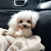 トイプードル(トイ)【大阪府・男の子・2025年10月4日・オレンジフォーン】の写真13「パパ」