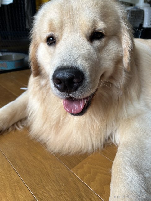 ♡メル84442♡ DOG DEPT ゴールデンレトリバー 2点まとめ割り お散歩体験人気です🫶／ . ぜひ推しの子とお散歩してくださいね
