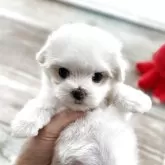 マルチーズ