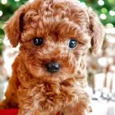 タイニープードル