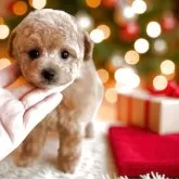 タイニープードル