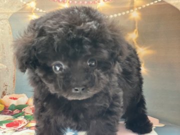 トイプードル(タイニー)【大阪府・男の子・2022年3月23日・ブラック】の写真「お鼻の短いうるうる目の甘えた男の子」
