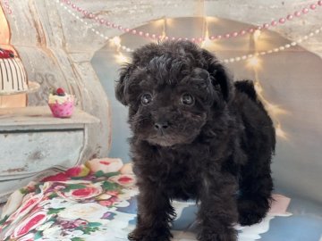 トイプードル(タイニー)【大阪府・女の子・2022年3月23日・シルバー】の写真「マイペースでムチムチボディの女の子」