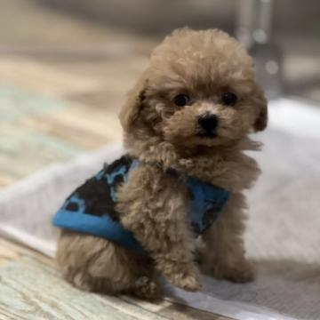 トイプードル(ティーカップ)【大阪府・女の子・2022年7月24日・アプリコット】の写真「ドワーフタイプの女の子♪」