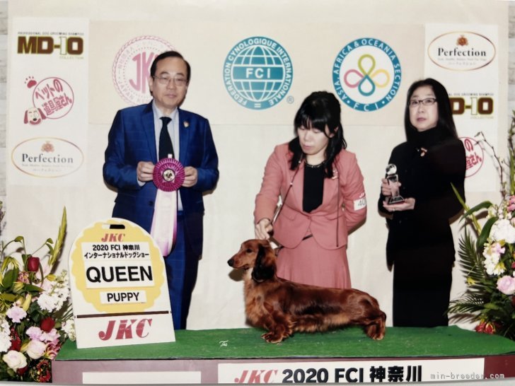 自家繁殖犬でインターナショナルドッグショー入賞｜山本　怜子(やまもと　れいこ)ブリーダー(千葉県・スタンダードダックスフンド(ロング)・JKC登録)の紹介写真1