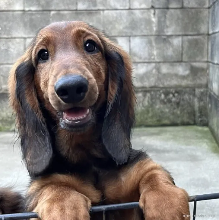 ID:2309-05023の子犬