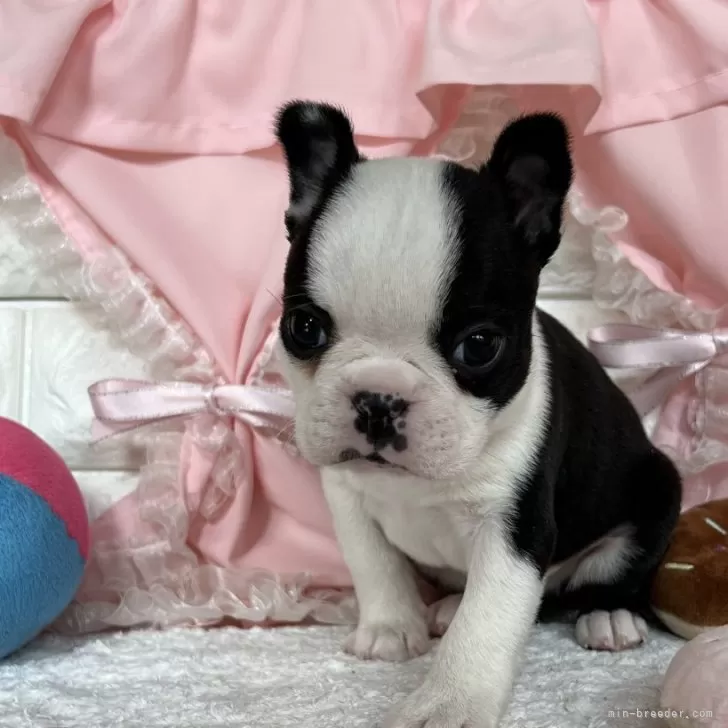 ID：2501-05611の子犬