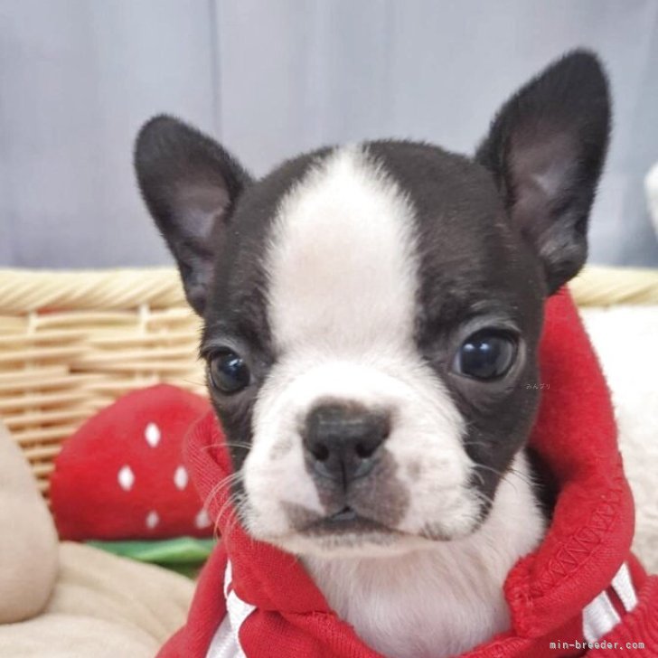 ブリーダー画像