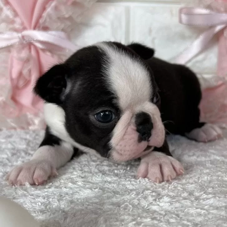 ID:2501-05615の子犬