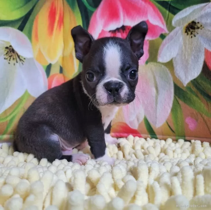 さち 様のお迎えした子犬