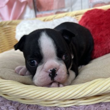 ボストンテリア【神奈川県・女の子・2025年1月21日・ボストンカラー】の写真「可愛女の子」