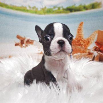 ボストンテリア【神奈川県・男の子・2025年6月10日・ボストンカラー】の写真「小ぶりなタイプです」