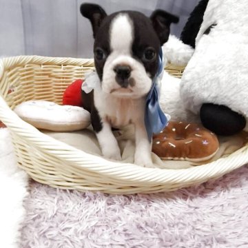 ボストンテリア【神奈川県・男の子・2025年9月20日・ボストンカラー】の写真「小ぶりなタイプです」