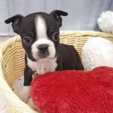 ボストンテリア【神奈川県・男の子・2025年9月20日・ボストンカラー】の写真「小ぶりなタイプです」