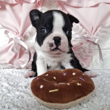 ボストンテリア【神奈川県・女の子・2025年2月19日・ボストンカラー】の写真「可愛女の子」