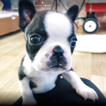 ボストンテリア【神奈川県・男の子・2025年2月19日・ボストンカラー】の写真「小ぶりなタイプです」