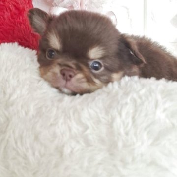 チワワ(ロング)【神奈川県・男の子・2025年9月20日・チョコレート&タン】の写真「鼻の短いドワーフタイプの男の子です」