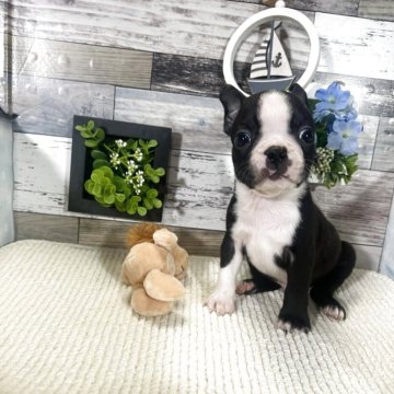 ボストンテリア【神奈川県・男の子・2025年5月31日・ボストンカラー】の写真「小ぶりなタイプです」
