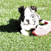 ボストンテリア