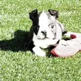 ボストンテリア