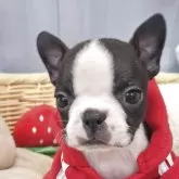 ボストンテリア【神奈川県・女の子・2025年9月20日・ボストンカラー】の写真1