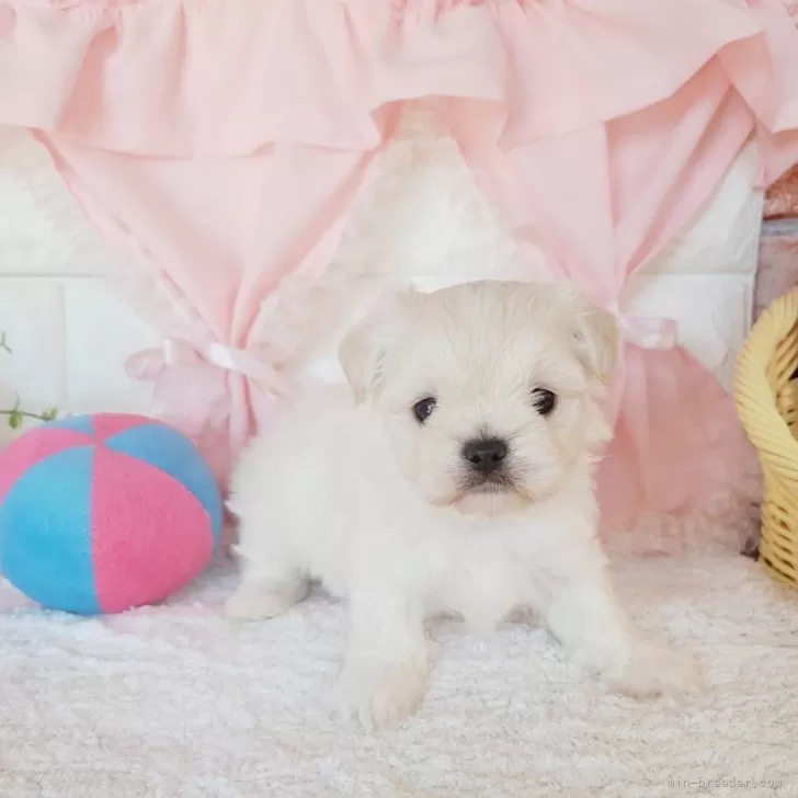 ID:2410-03896の子犬