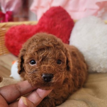 トイプードル(タイニー)【神奈川県・男の子・2024年6月25日・レッド】の写真「可愛い男の子」
