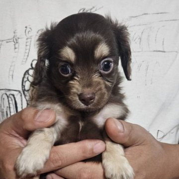 チワックス(チワワ×ダックスフンド)【神奈川県・男の子・2024年5月28日・チョコレートタン】の写真「ビターの綺麗なチョコ君」