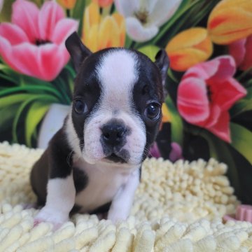 ボストンテリア【神奈川県・男の子・2024年8月2日・ボストンカラー】の写真「可愛い男の子」