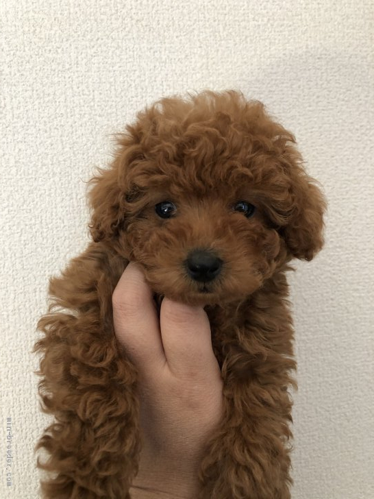 当犬舎のパパ犬候補　カイくん｜鎌田　美保(かまた　みほ)ブリーダー(兵庫県・トイプードル・JKC登録)の紹介写真2
