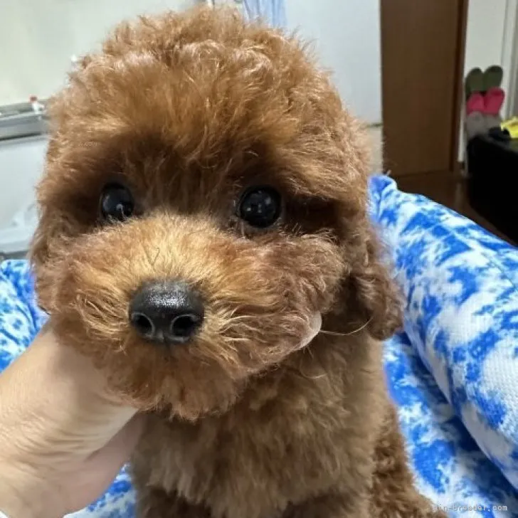 ID：2309-02176の子犬