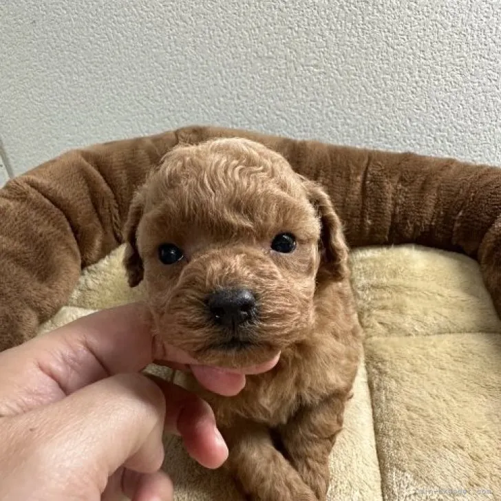 R.R 様のお迎えした子犬