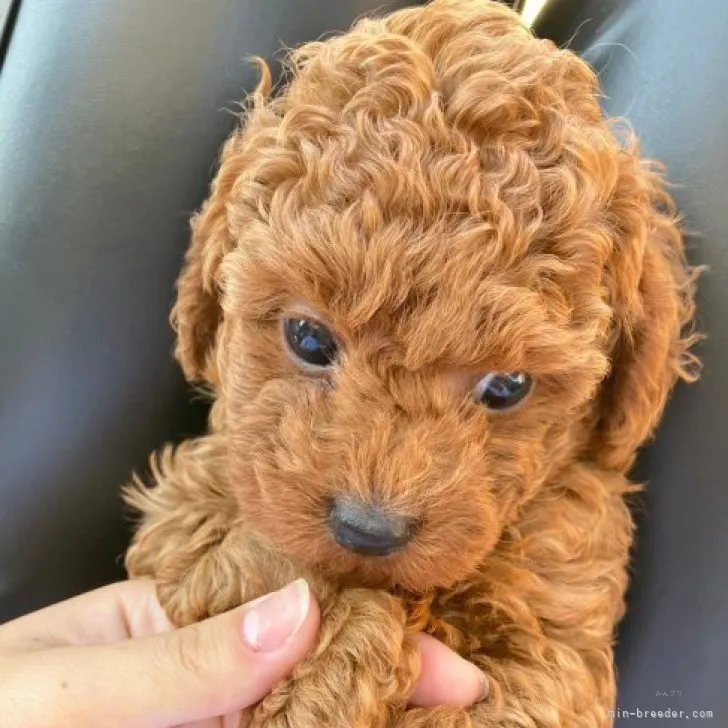 ID:2310-01835の子犬