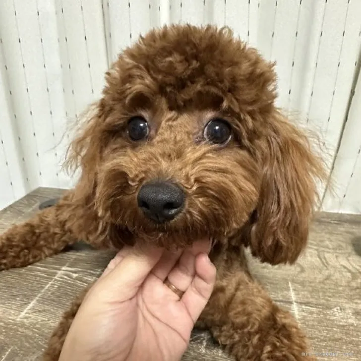ID:2302-01646の子犬