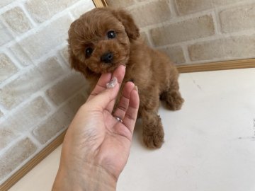 トイプードル(ティーカップ)【兵庫県・男の子・2021年10月4日・レッド】の写真「25日まで🎄クリスマス🎄価格‼️」