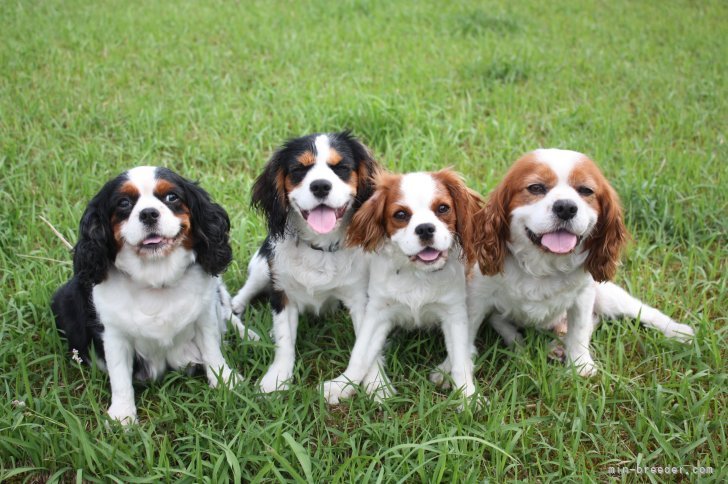 早川　英樹(はやかわ　ひでき)ブリーダー(静岡県・キャバリアなど・JKC登録)の紹介写真10