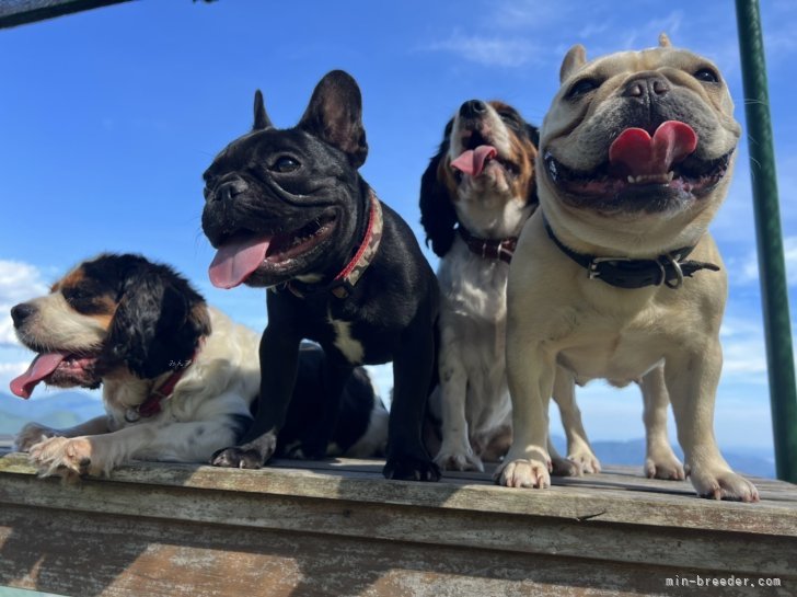 みんなで山の上の公園へ。｜早川　英樹(はやかわ　ひでき)ブリーダー(静岡県・キャバリアなど・JKC登録)の紹介写真8